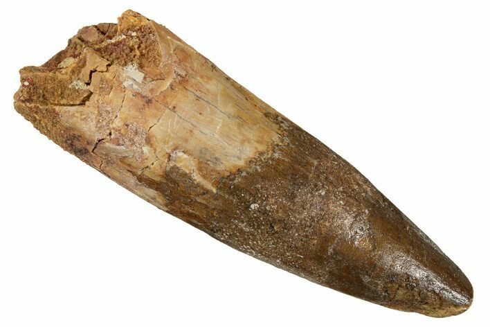 Fossil Spinosaurus Tooth - Real Dinosaur Tooth #344586